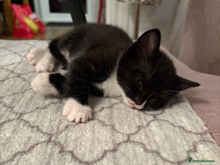 Bengal cats Bengal x - Advert 6