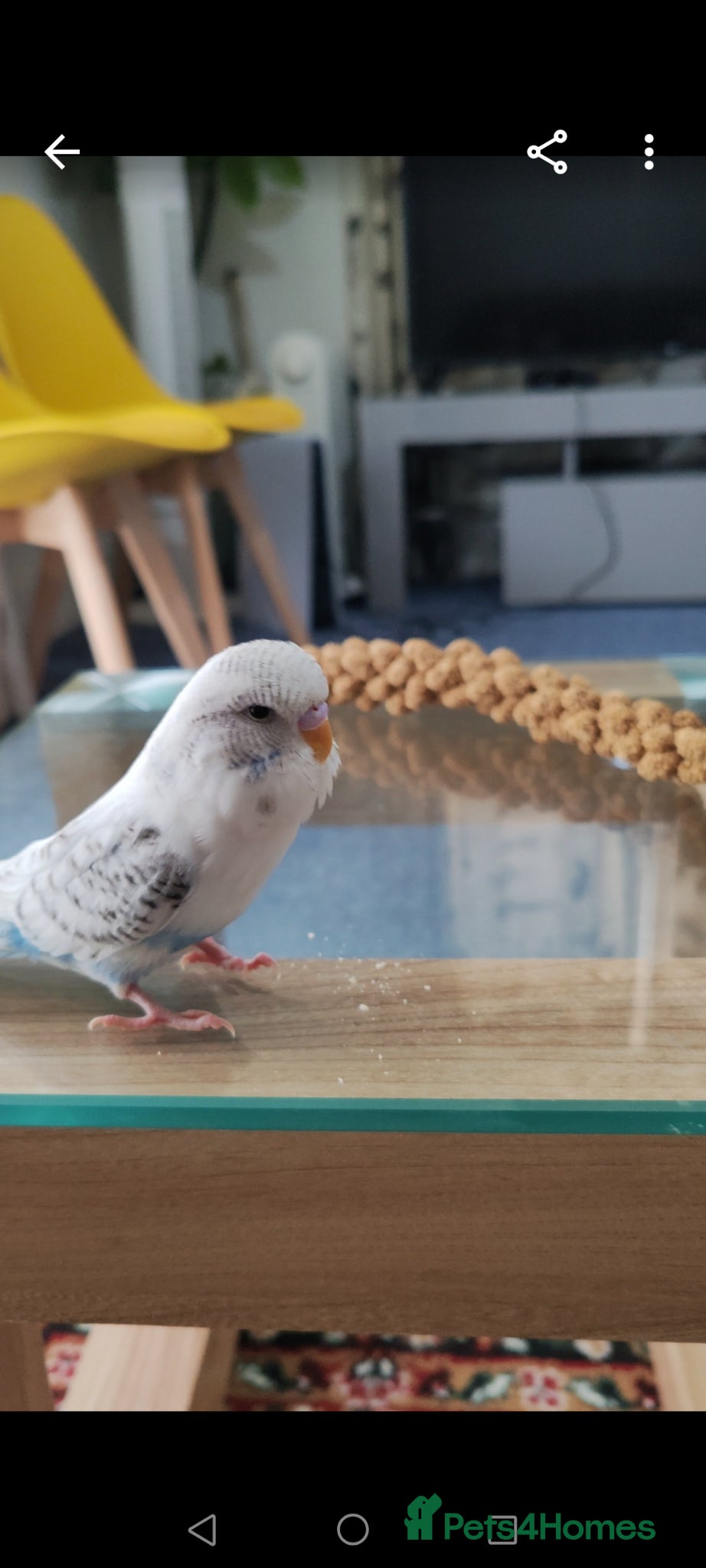 Parrots birds budgie 4 months  - Advert 15