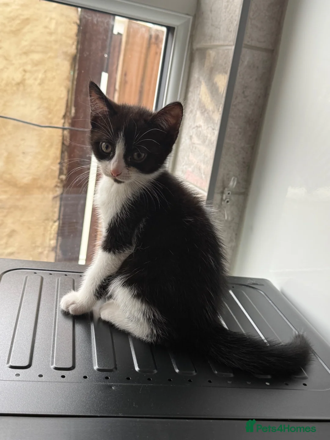 Domestic Shorthair cats for sale: Black and white kitten - Advert 5