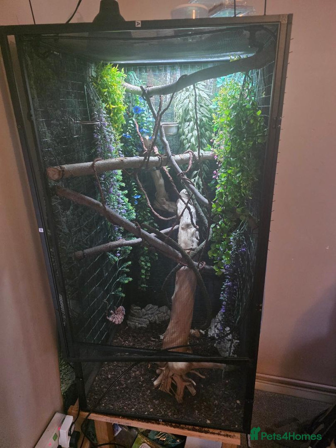 Chameleon reptiles for sale: Female Chameleon - Advert 3