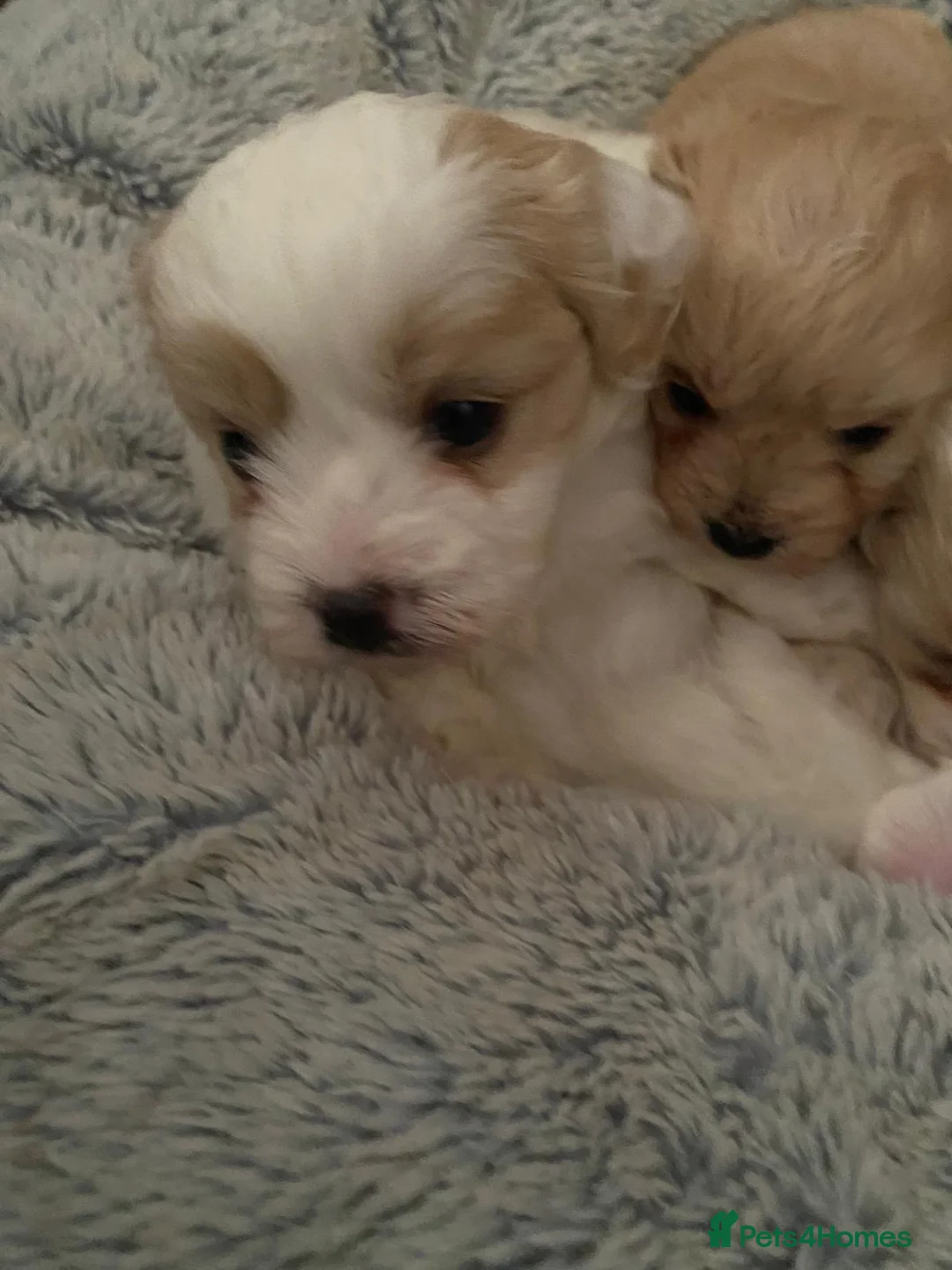 Maltipoo dogs for sale: Stunning Red Parti and Biscuit Maltipoo Puppies - Advert 2