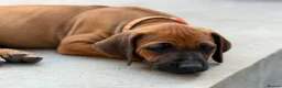 Rhodesian Ridgeback dogs for sale: * 2 Chunky Girls with Black Masks Available *  - Advert 2