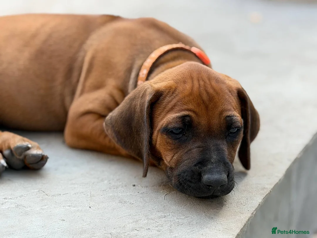 Rhodesian Ridgeback dogs for sale: * 2 Chunky Girls with Black Masks Available *  - Advert 2