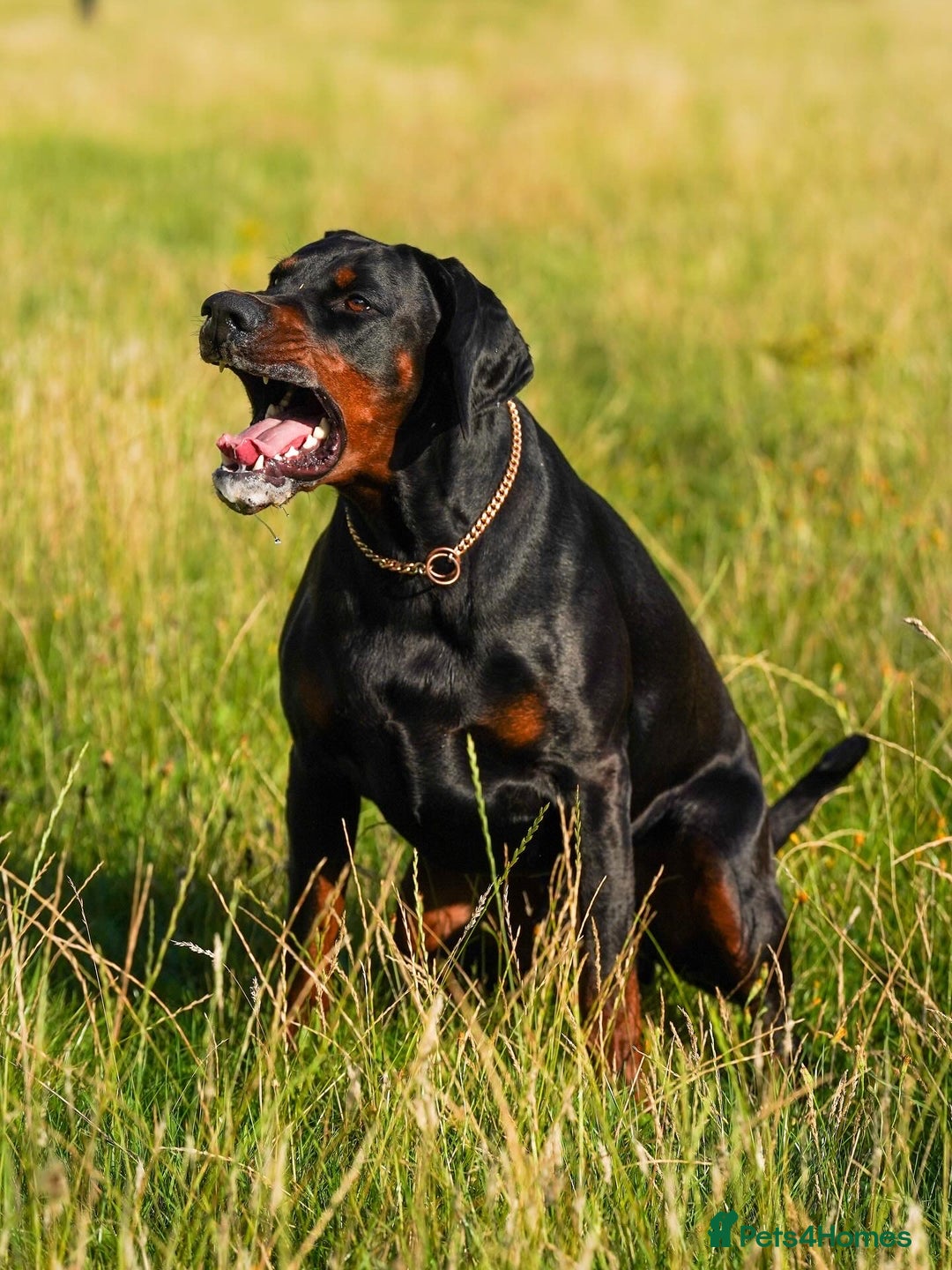 Dobermann dogs for stud: Elite European Doberman Stud – Champion Bloodlines - Image 16