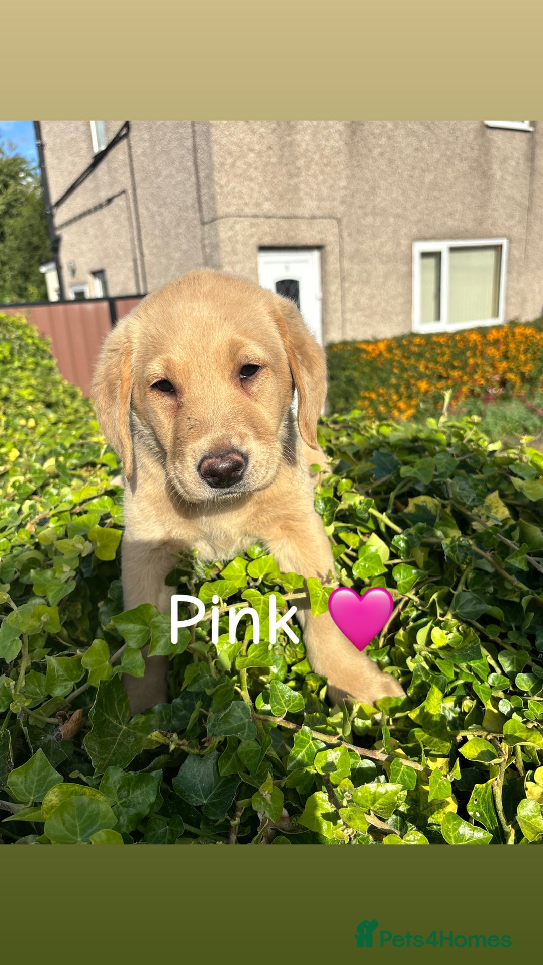 Labrador Retriever dogs for sale: Labrador retrievers  - Image 1