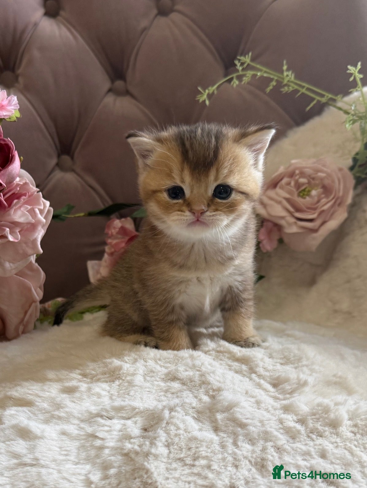 British Shorthair cats  Reservations new open for our beautiful litter  - Advert 7