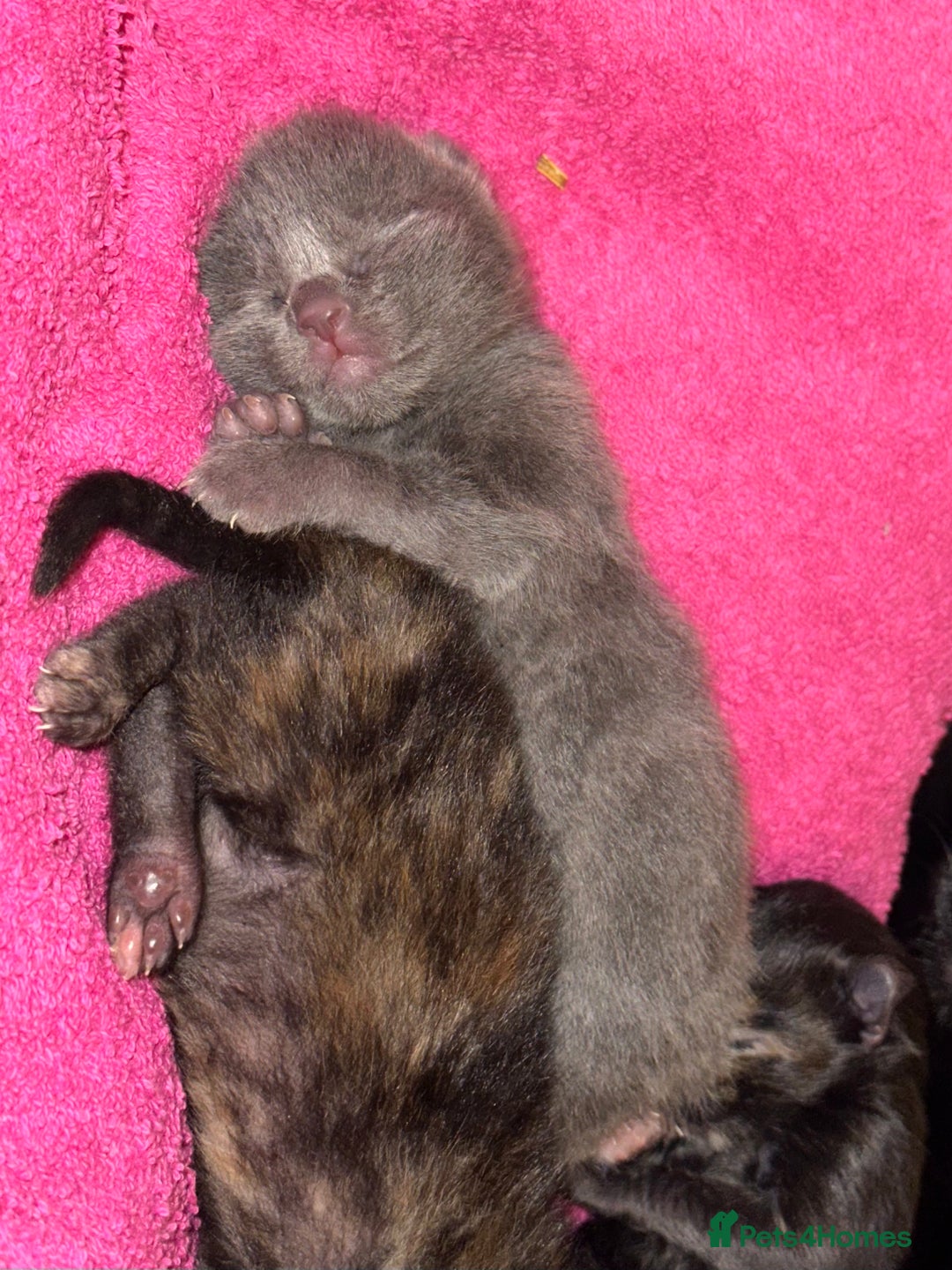 Mixed Breed cats for sale: 3 adorable mixed kittens – 2 females, 1 male - Image 4