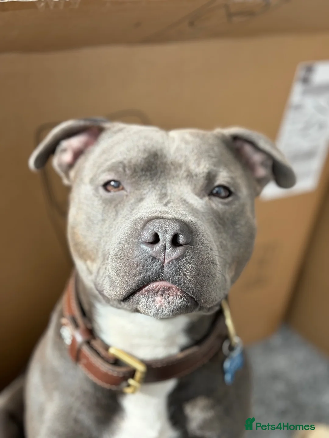 Staffordshire Bull Terrier dogs for stud: Blue Staffordshire  in Leeds - Advert 10