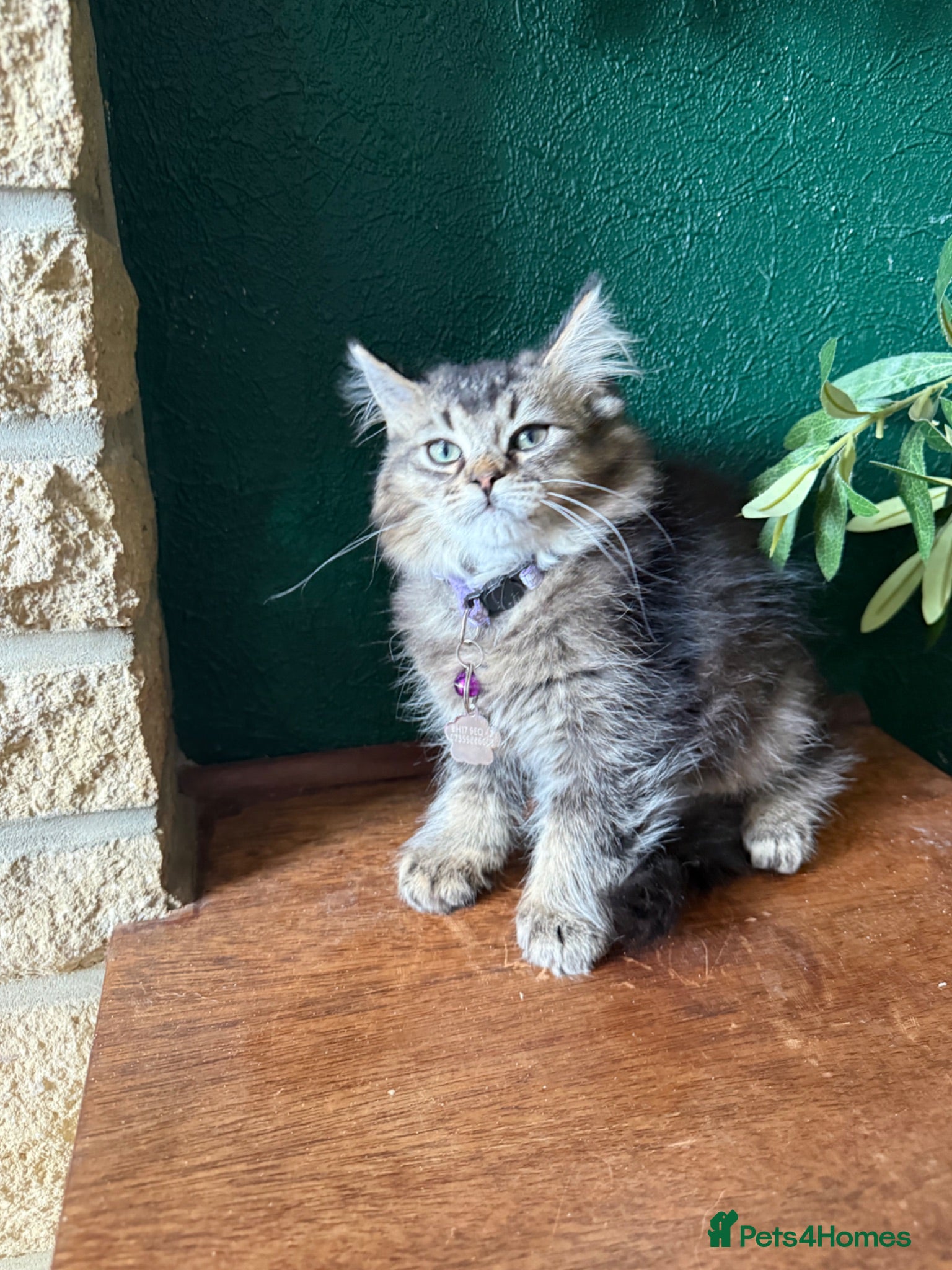 Maine Coon cats READY - Mainecoon x British Longhair - Advert 14