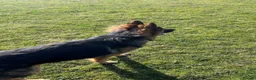 German Shepherd dogs for sale: 4 year old German shepherd male in Holyhead - Advert 6