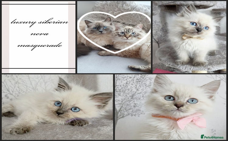 Siberian cats in Rhyl - Advert 2