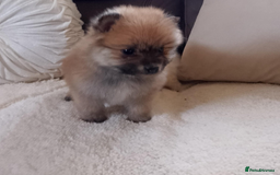 Pomeranian dogs for sale: Miniature Pomeranian puppies - Image 5