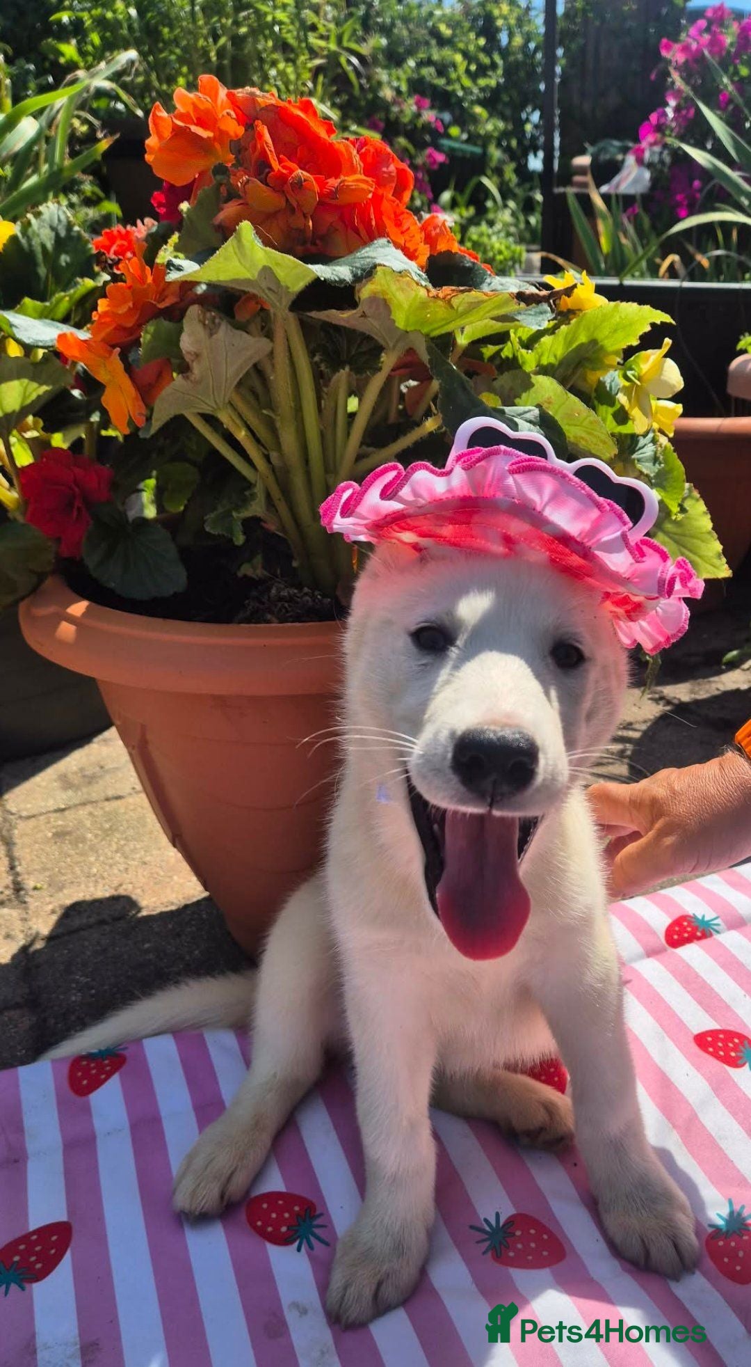 Siberian Husky dogs 2 White female Husky's looking 4 their 4ever homes - Advert 3