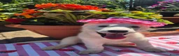 Siberian Husky dogs for sale: 1 white female husky pup 1st & 2nd Vaccines! - Advert 20