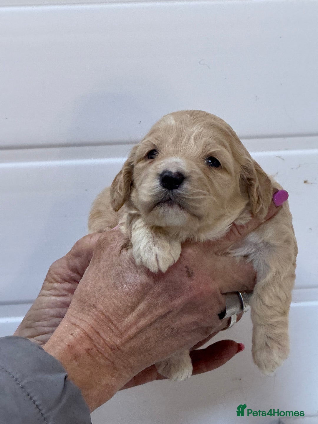 Cockapoo dogs for sale: Stunning F1B Cockapoos  - Advert 13