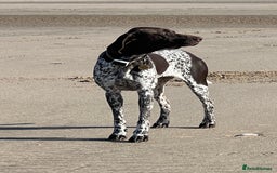 German Shorthaired Pointer dogs for sale: German Shorthaired Pointer Puppies - Image 4