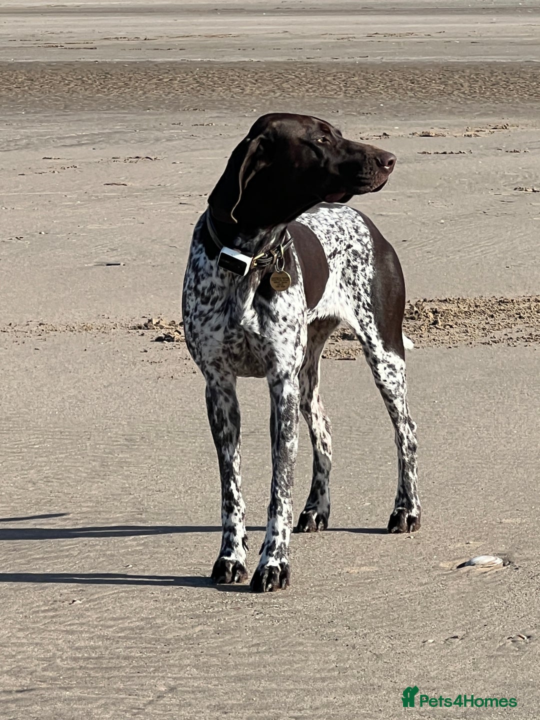 German Shorthaired Pointer dogs for sale: German Shorthaired Pointer Puppies - Image 4