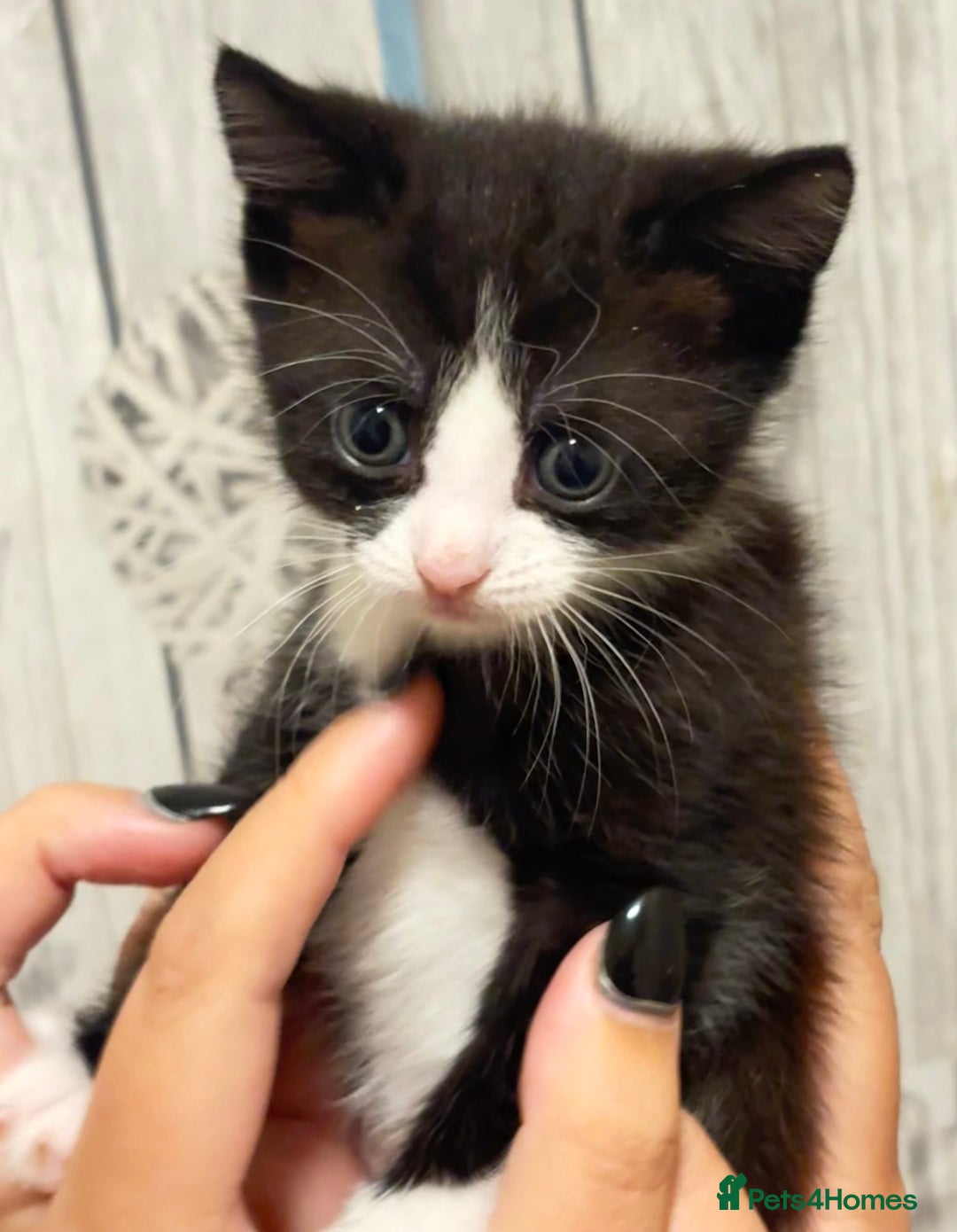 Mixed Breed cats for sale: 3 beautiful black and white kittens  - Image 12