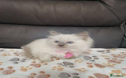 Ragdoll cats for sale: 8 beautiful Ragdoll cats - Image 1