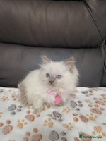 Ragdoll cats Male£500, female£550 - Advert 4