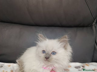 Ragdoll cats for sale - Advert 1