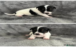 Jack Russell dogs for sale: 7 jack Russel puppies  - Image 10