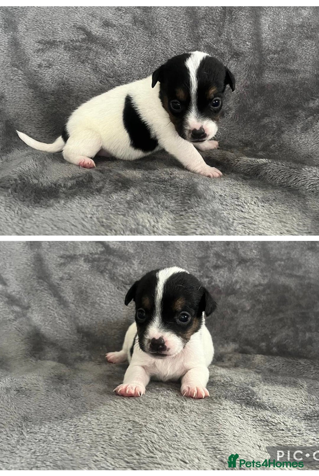 Jack Russell dogs for sale: 7 jack Russel puppies  - Image 10