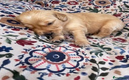 Golden Retriever dogs for sale: Working Golden Retriever Puppies  - Image 12