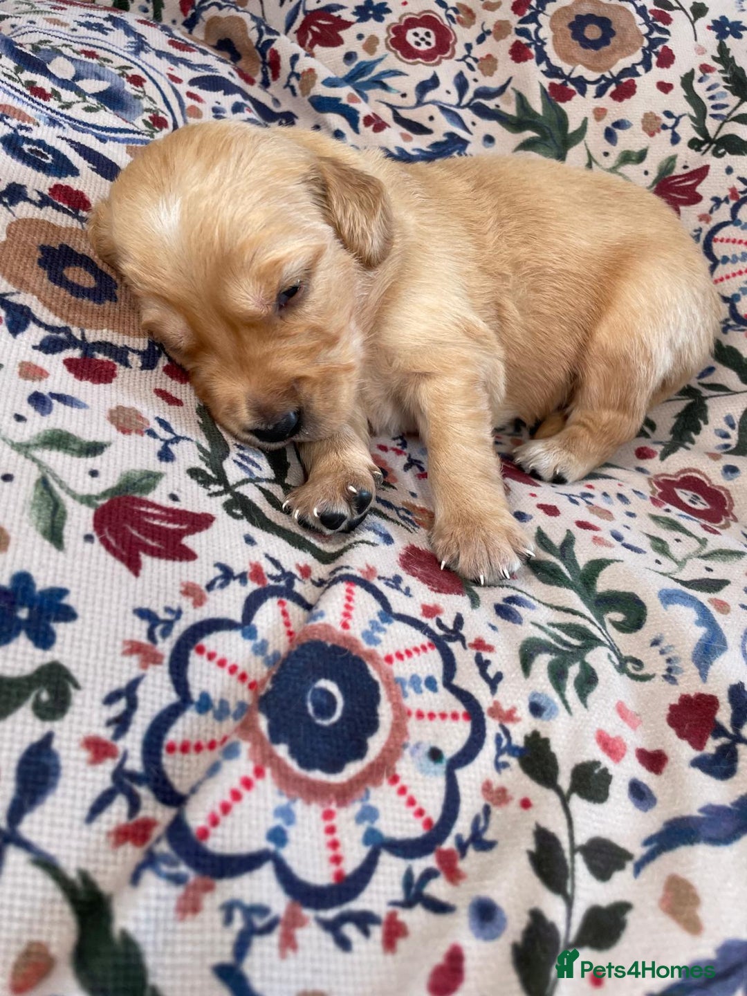 Golden Retriever dogs for sale: Working Golden Retriever Puppies  - Image 12