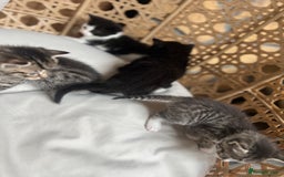 British Shorthair cats for sale: 4 kittens  - Image 23