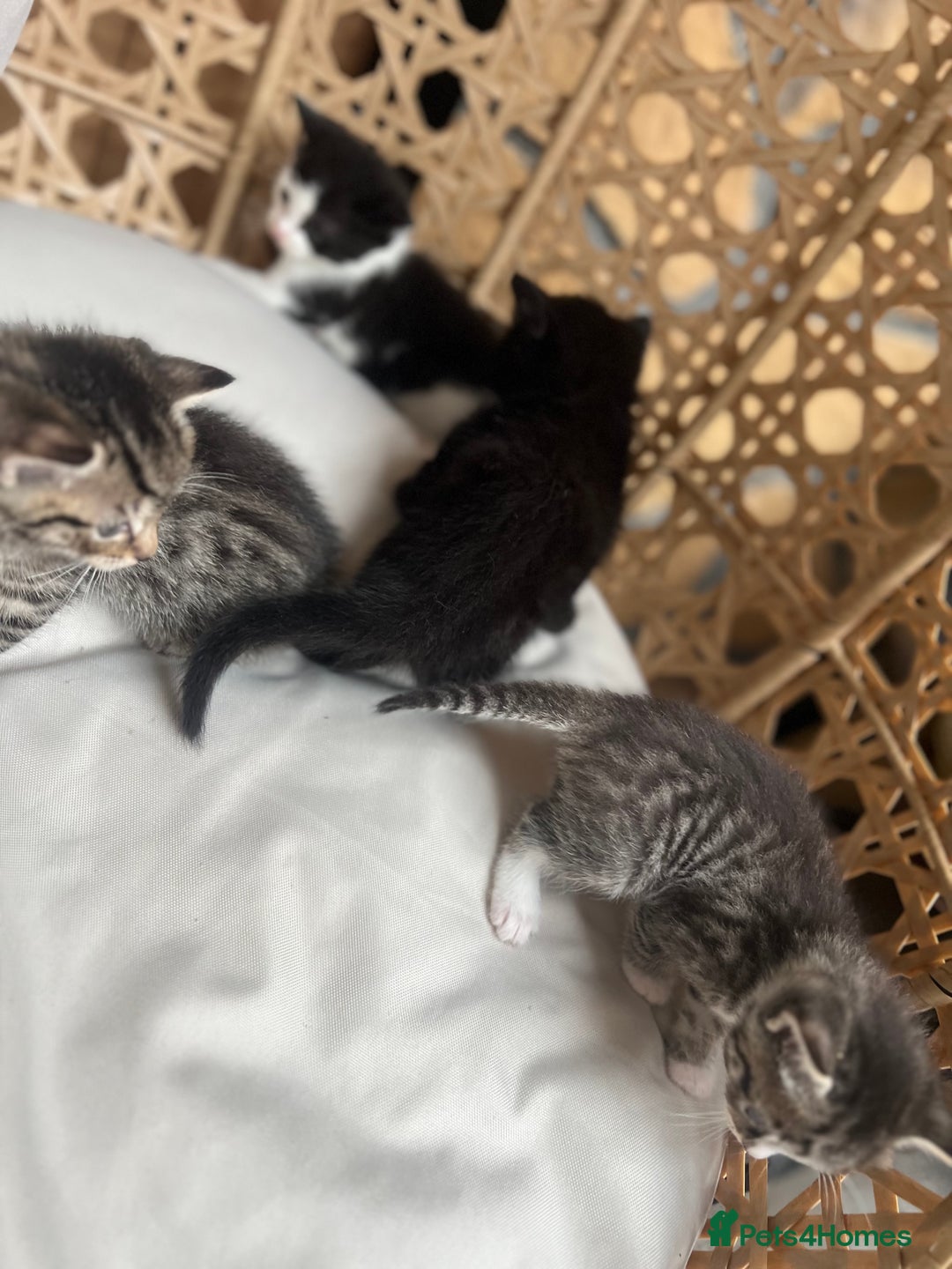 British Shorthair cats for sale: 4 kittens  - Image 23