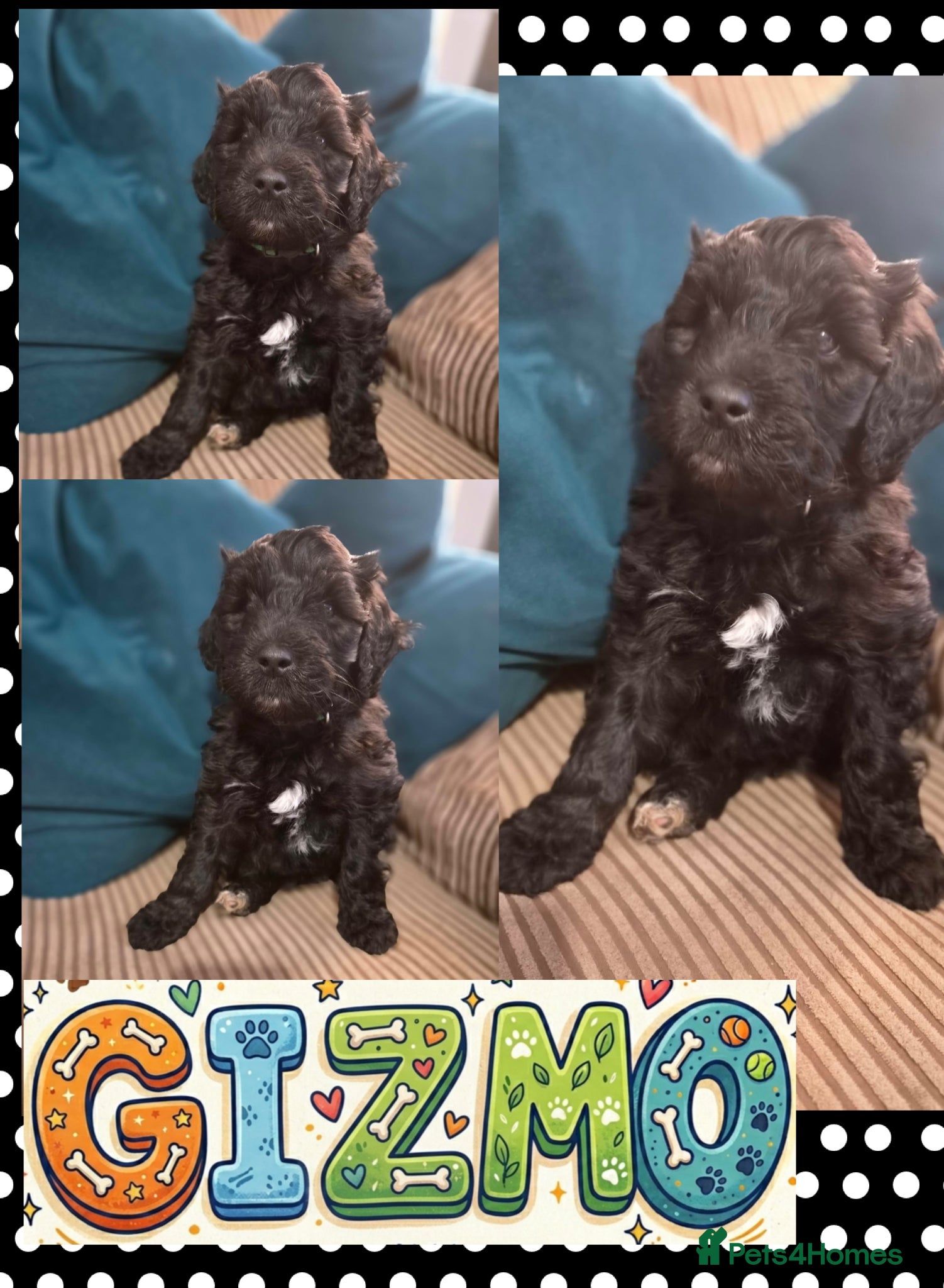 Cockapoo dogs Cockapoo f2 boy £800 - Advert 1