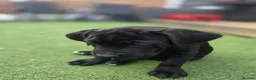 Cane Corso dogs for sale: Beautiful cane corso pups available  - Advert 3