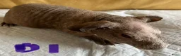 Guinea Pig rodents for sale: Skinny pig pups. Boys and girls  - Advert 3