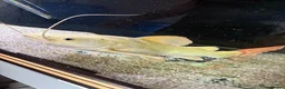 Catfish fish for sale: Platinum retail catfish  - Advert 4