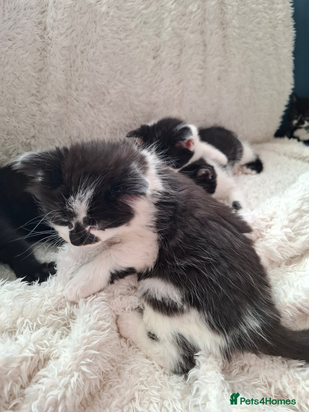 Mixed Breed cats for sale: Tabby/British short hair - Advert 31