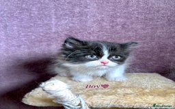 Persian cats for sale: Purebred Persian Kittens Rare White Coat&Blue Eyes - Image 7