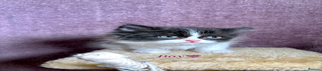 Persian Kitten 1