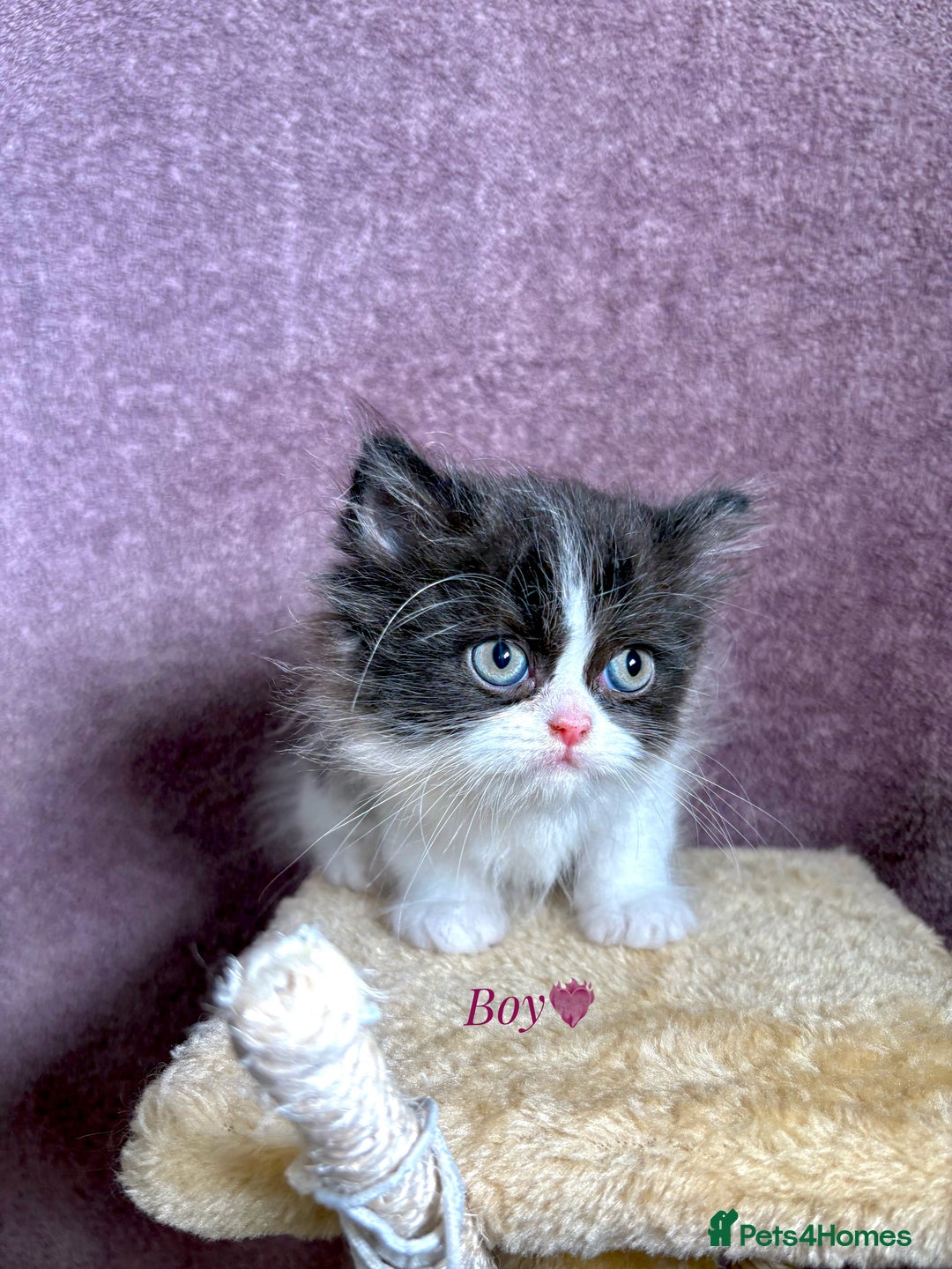 Persian cats for sale: Purebred Persian Kittens Rare White Coat&Blue Eyes - Image 7
