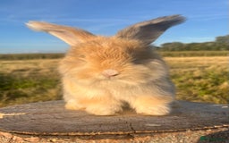 Angora rabbits for sale: Pedigree Full Faced & Maxi Faced English Angoras - Image 34