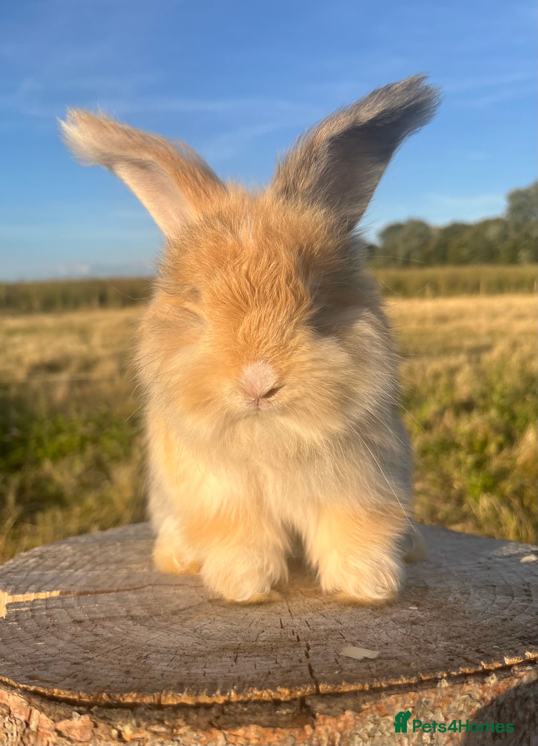 Angora rabbits for sale: Pedigree Full Faced & Maxi Faced English Angoras - Image 34