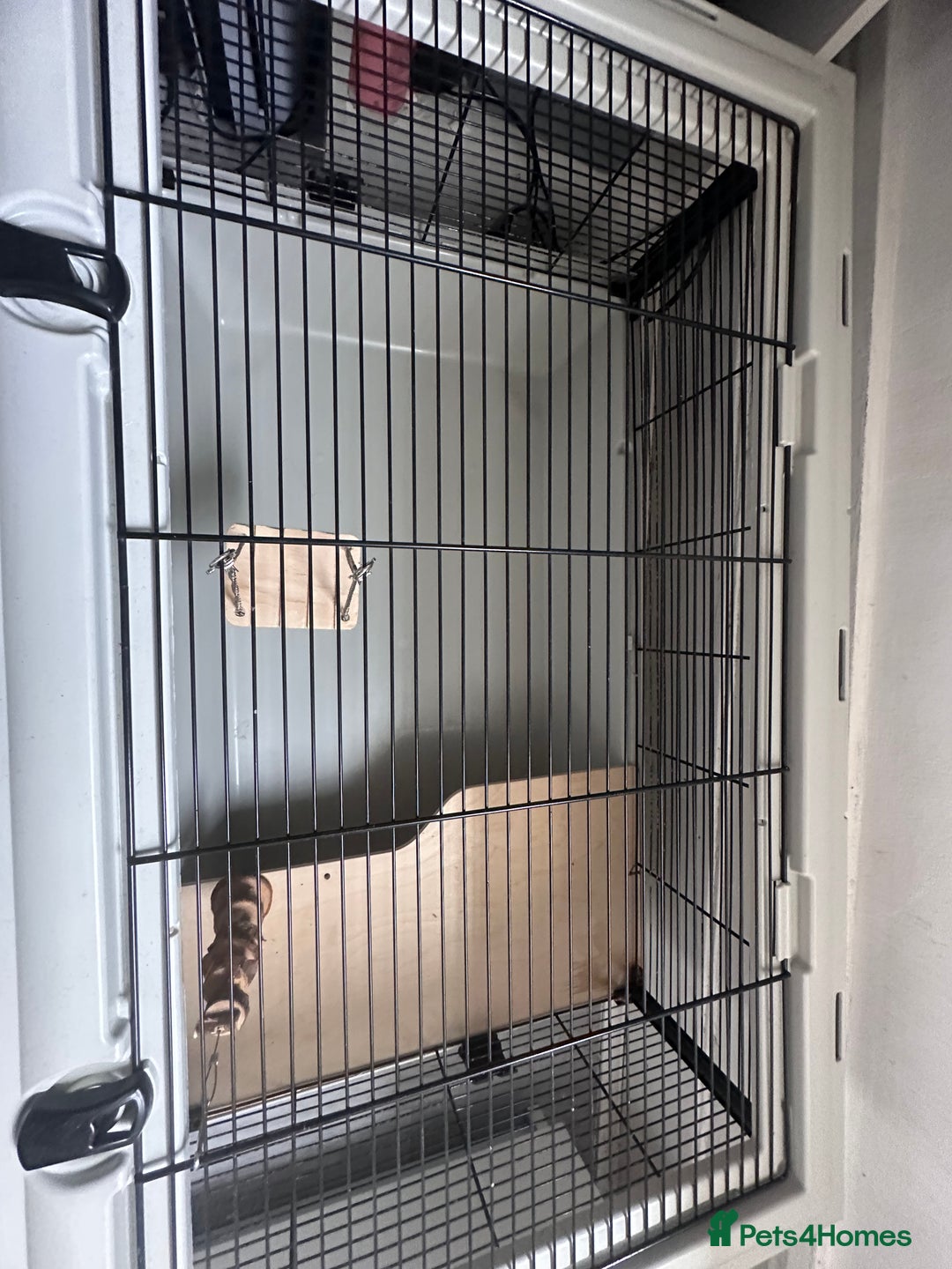 Hamster rodents for sale: Syrian Hamster + Cage – Sweet and Curious Girl - Advert 3