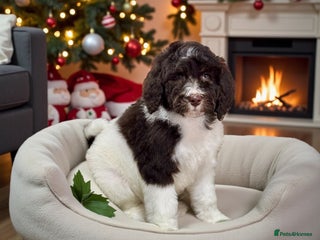 Bernedoodle dogs Mini bernedoodle puppies for sale - Advert 5