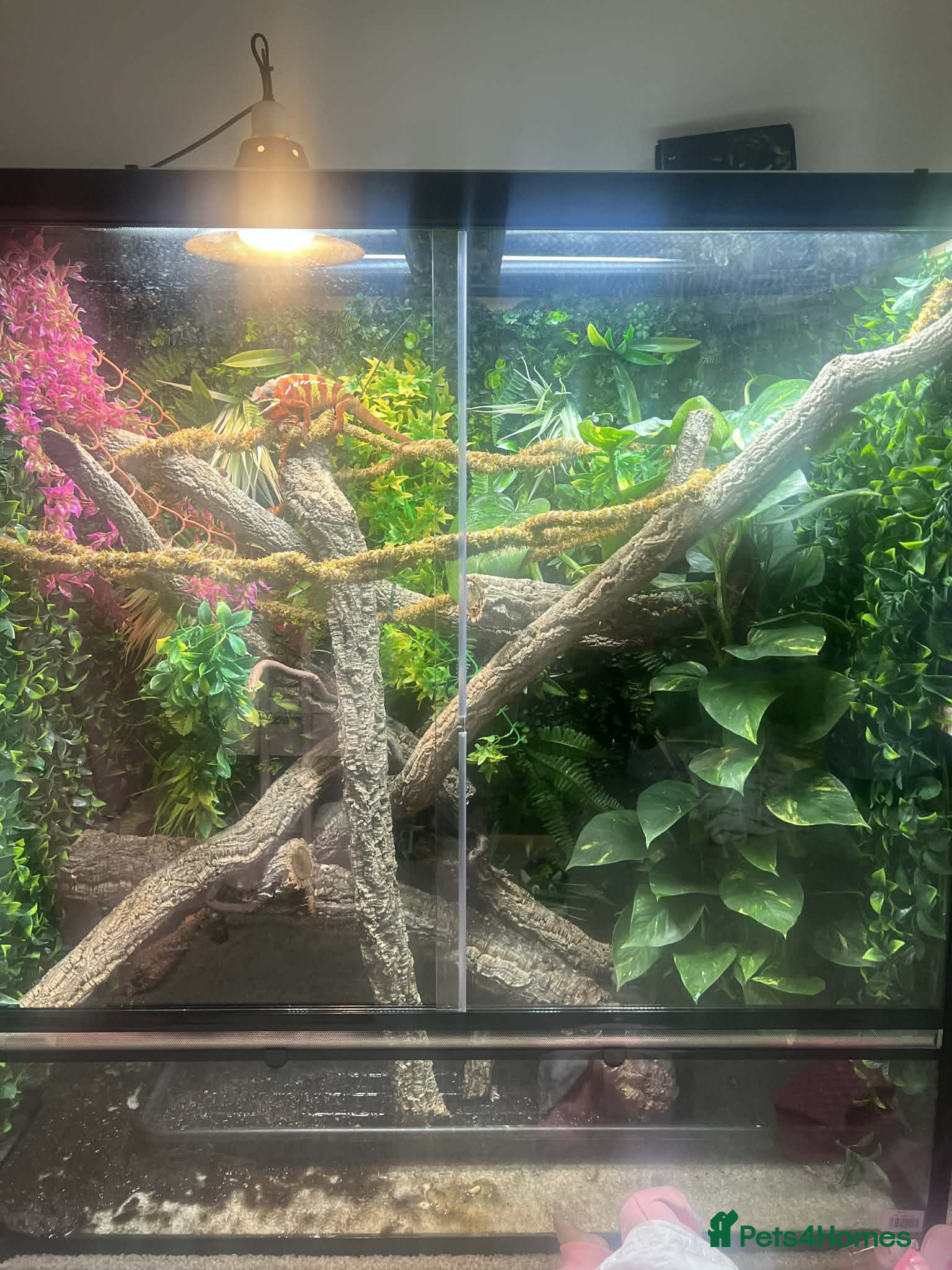 Chameleon reptiles Chameleon and full setup - Advert 3