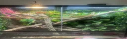 Chameleon reptiles for sale: Chameleon and full setup - Advert 1