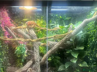 Chameleon reptiles Chameleon and full setup - Advert 3