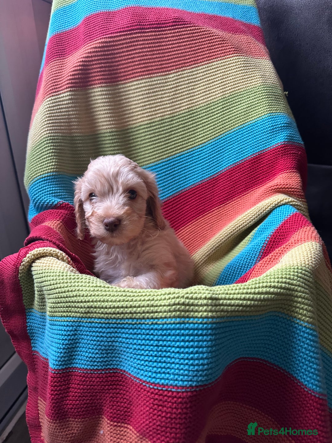 Cockapoo dogs for sale: Extensively health tested Cockapoo puppy’s  - Image 8