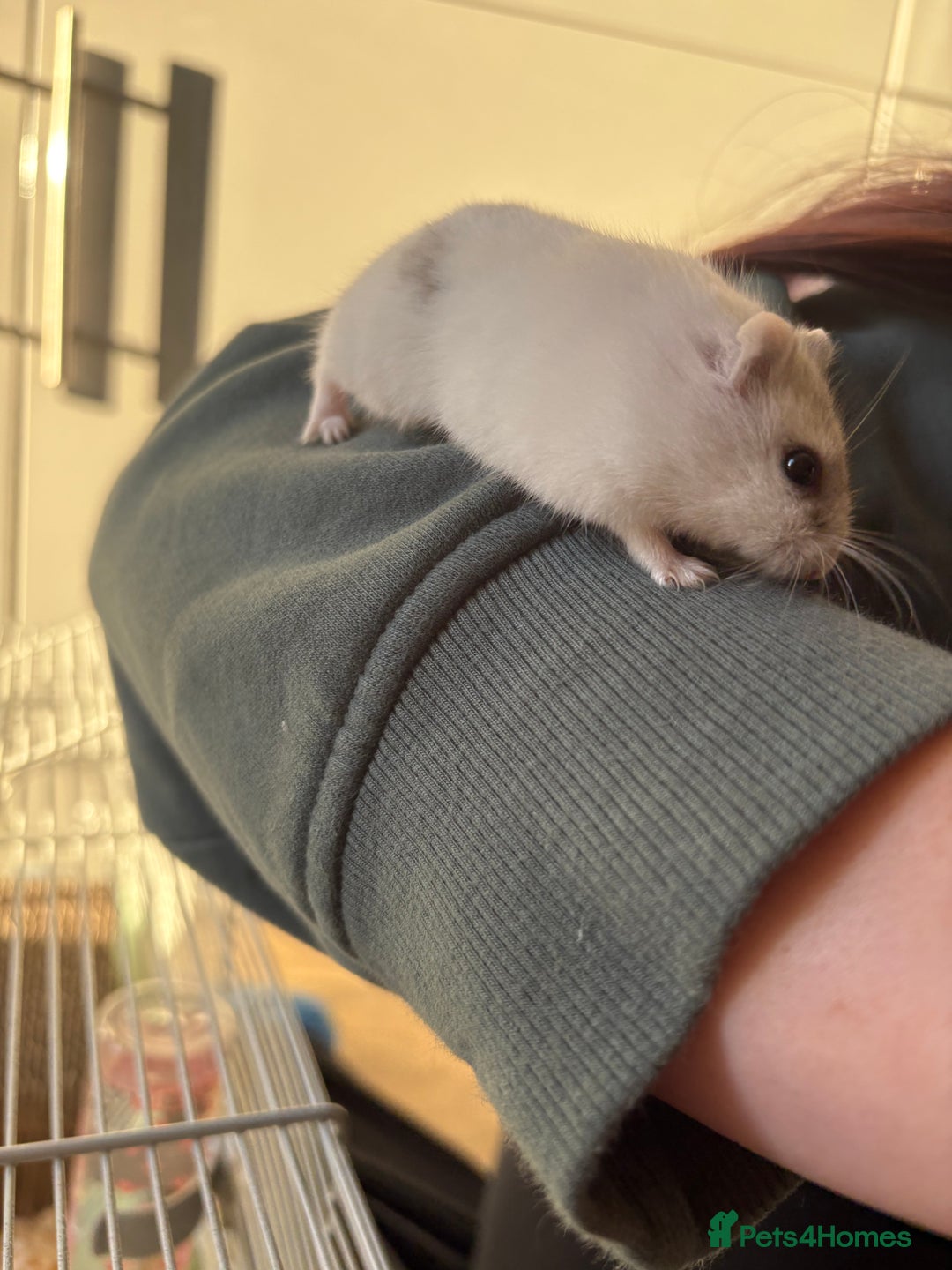 Hamster rodents for sale: Hamster Bean - Advert 17