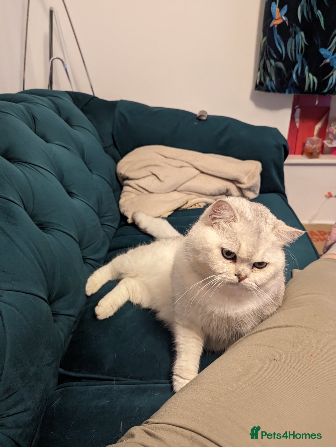 British Shorthair cats for stud:  For Stud, BSH White NS11 GCCF & TICA registred. in Telford - Advert 8