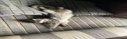 Maine Coon cats for sale: Adult Male  in Banbury - Advert 3